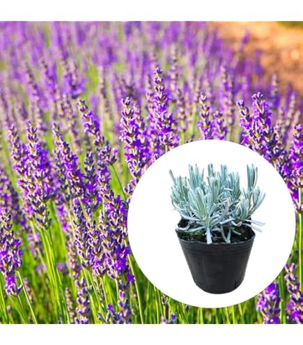 ラベンダーグロッソ　ご予約　200～210本 Amazon.co.jp: 【グロッソ ラベンダー】 （ラバンディン系） ハーブ苗