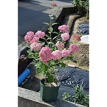 Amazon.co.jp: アナベル ピンク 6号サイズ : DIY・工具・ガーデン