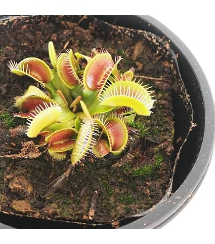 Amazon｜食虫植物 ハエトリソウ オオタラコ カクタス長田｜観葉植物