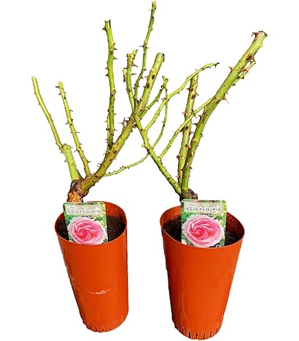 Amazon.co.jp: 《国産Aグレード品 バラ切り接ぎ用台木》 ノイバラ (5本