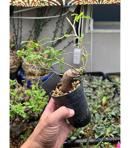 オペルクリカリア　パキプス　実生　抜き苗 オンライン通販 抜き苗｜観葉植物 実生 パキプス Amazon｜オペルクリカリア 塊根植物・コーデックス