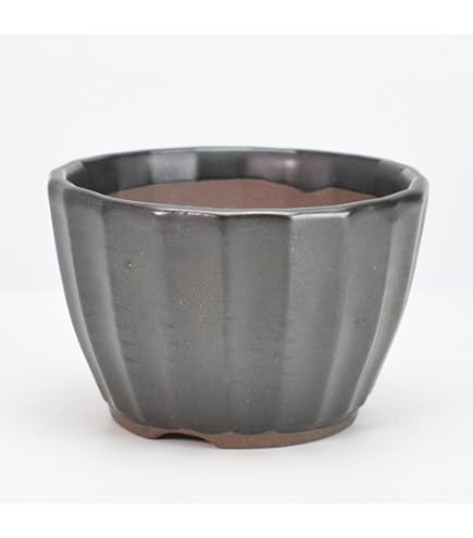 Amazon.co.jp: Qusamura 寒川義雄 × 叢 サボテン 鉢 作家 白磁 盆栽