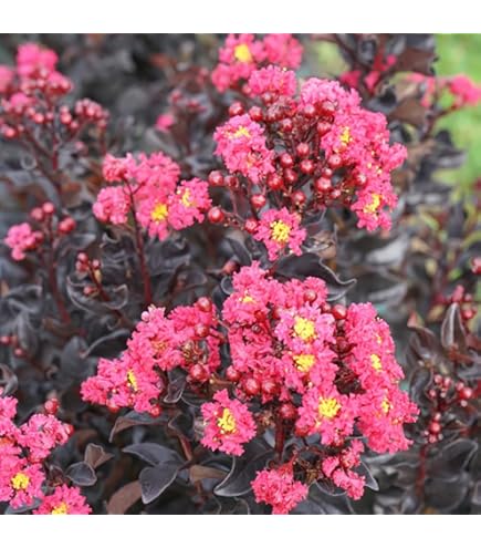 Amazon.co.jp: サルスベリ『ペチートプラム』一才性12cmポット苗