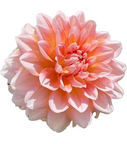 Amazon.co.jp: カフェオレディナープレート ダリア球根、植物、根、花