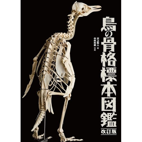 Amazon.co.jp: 鳥の骨格標本図鑑 (BIRDER SPECIAL) : 川上 和人, 中村