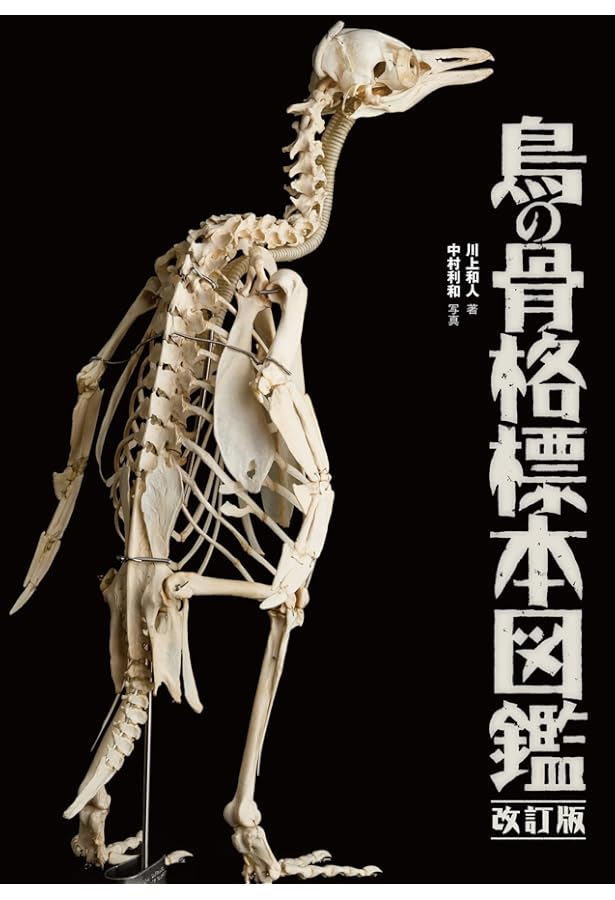 Amazon.co.jp: 鳥の骨格標本図鑑 (BIRDER SPECIAL) : 川上 和人, 中村