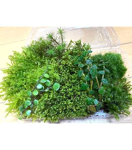 Amazon｜国産生水苔ナマミズゴケ｜観葉植物 オンライン通販