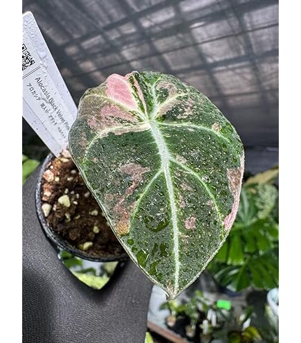 Amazon｜アロカシア ブラックベルベット, ピンク斑入り観葉植物