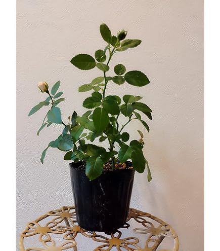 Amazon.co.jp: ミニバラ『グリーンアイス』9cmポット苗（四季咲き）【2