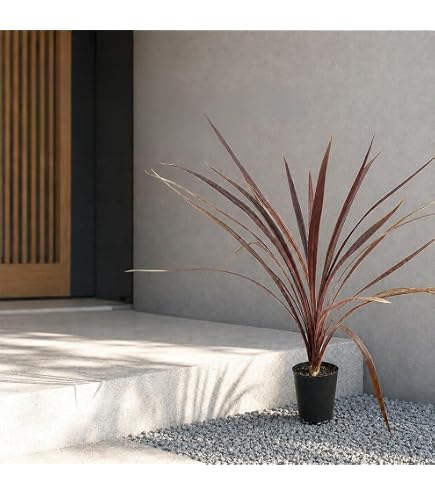 Amazon｜幹立ち コルジリネ オーストラリス レッドスター 8号 2｜観葉
