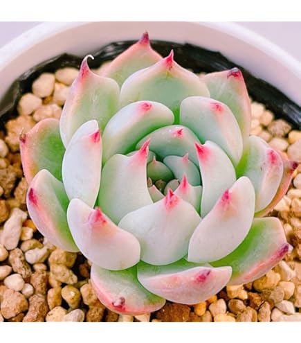 Amazon.co.jp: ミックスベリア 桜鬼 おらいさん苗 多肉植物 エケベリア