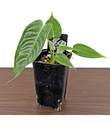 Amazon｜アンスリウム ワロクアーナム 4.5号 アーバンジャングル