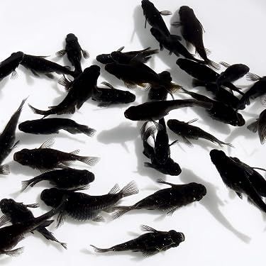 最新リリース: 生体（観賞魚・水中生物） の新着
