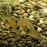 Amazon 生体 スジエビ 0匹 エビ 飼育用 餌用にも Emuwai Emuwai 観賞魚 水中生物 通販