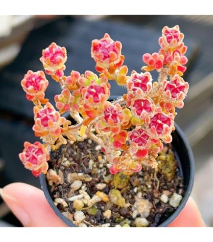 Amazon.co.jp: ドロサンテマム 蜜橘 小さめ 5cm鉢 抜き苗 発根済み