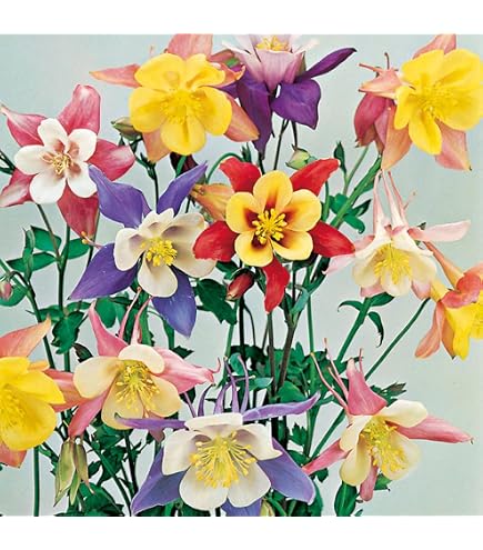 Amazon.co.jp: 種 花たね オダマキ 西洋おだまき混合 1袋(150mg) / 国