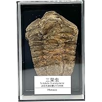 貴重骨董【三葉虫化石硯】化石約２億５１００万年最高級書道具希少珍品新品未使用です 71pV7ytC2NL._AC_UL210_SR210,