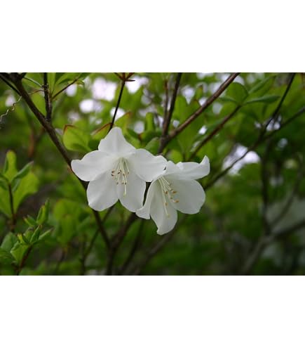 Amazon.co.jp: シロヤシオ (ゴヨウツツジ)12cmポット 1株 実生56年