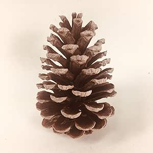純国産 静岡県産 大王松 大きい 松ぼっくり 松かさ 長さ10 16cm 天日干し済 ５個 クリスマス ツリー リース 飾り クリスマス雑貨 おもちゃ Amazon