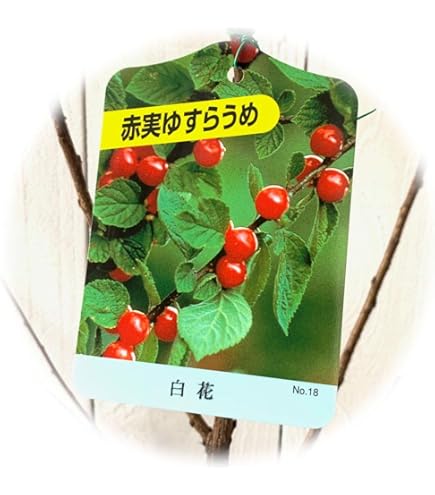 Amazon.co.jp: ユスラウメ[ゆすら梅]2種セット：赤実と白実4～5