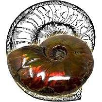 ◯営KU114-A2T60【埼玉発】アンモナイト 化石 標本 磨き 5個セット 大型小型混合 虹色遊色 古生物 標本 化石 インテリア 重量写真参照