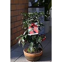 Amazon.co.jp: 縁起の良い鉢花盆栽 万両盆栽 : DIY・工具・ガーデン