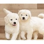 犬 Android(960×800)待ち受け カレンダー2023 ゴールデン・レトリーバー 犬 Android(960×800)待ち受け カレンダー2023 ゴールデン・レトリーバー