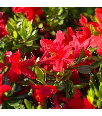 Amazon.co.jp: ツツジ 苗 シロヤシオツツジ 白八汐つつじ 白花 7号
