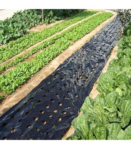 マルチシート Amazon.co.jp: 黒マルチ マルチシート 農業用マルチシート 農