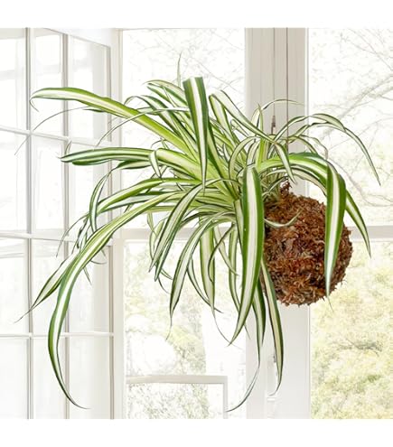 Amazon｜リプサリス 9種類から選べる サボテン 多肉植物 3号 吊り鉢