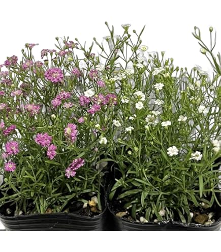 Amazon.co.jp: 宿根かすみ草 苗 白花 3.5号 カスミソウ 250404 : DIY