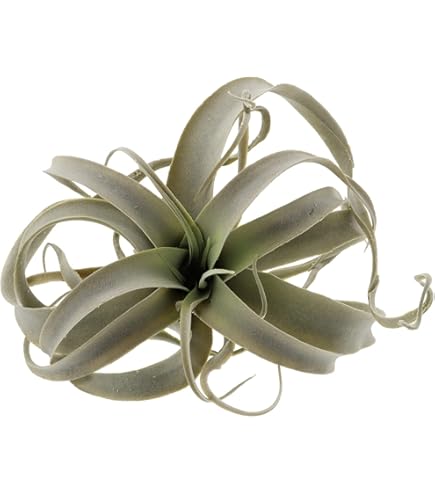 ブロメリア・エアープランツ ionantha 'Fire' Amazon.co.jp: Frontier Plants チランジアイオナンタファイアー