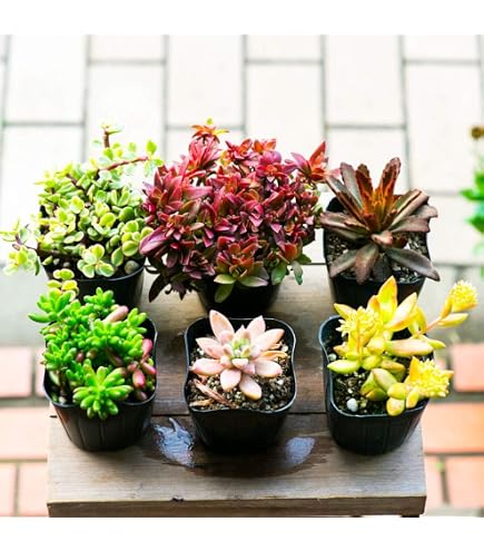 Amazon｜福岡S6号 いちご苗 1株 7.5センチポット｜観葉植物 オンライン通販