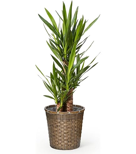 ユッカ 観葉植物 ユッカ 観葉植物 ユッカポット 観葉植物 | 【公式】LOWYA(ロウヤ