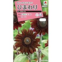 クロスターバン　(739)レッド　ひまわり Amazon | タキイ種苗 ひまわり F1クラレット | 花