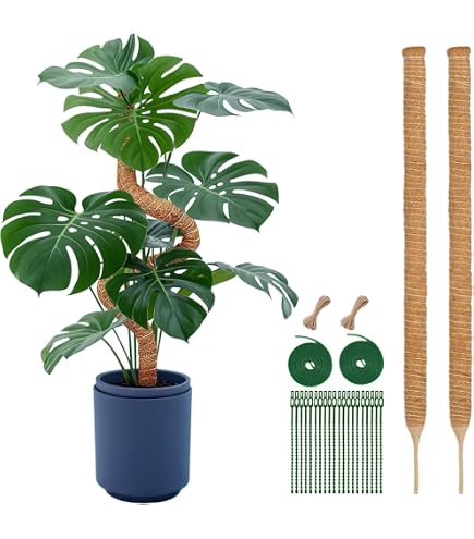 Amazon | プラ支柱 太目 95cm モンステラ ポトス | 支柱