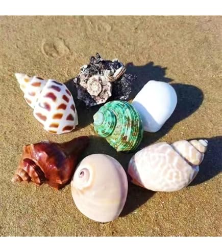 Amazon.co.jp: 12 to 13cm,大きな天然の珍しい貝殻、巨大な海の巻貝 4