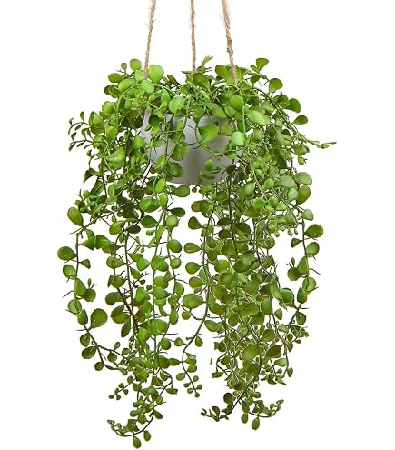 Amazon｜光触媒観葉植物 アルデシア(万両)1.6〔フロアタイプ