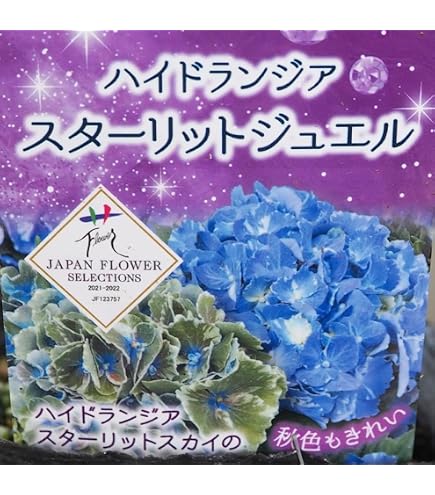 Amazon.co.jp: 輸入アジサイ 苗 : DIY・工具・ガーデン