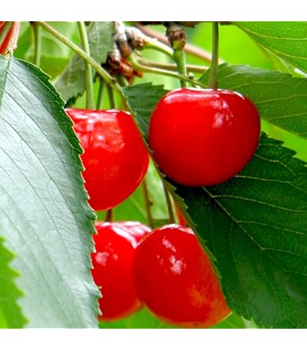 Amazon | 【紅きらり】 1年生接木苗（2022年度産） ベニキラリ