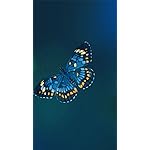 チョウ(蝶) XFVGA(480×854)壁紙 Schmetterlinge 2023: Kalender チョウ(蝶) XFVGA(480×854)壁紙 Schmetterlinge 2023: Kalender