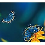 チョウ(蝶) HD(1440×1280) Schmetterlinge 2023: Kalender チョウ(蝶) HD(1440×1280) Schmetterlinge 2023: Kalender