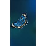 チョウ(蝶) iPhone8,7,6 Plus 壁紙 拡大(1125×2001) Schmetterlinge 2023: Kalender チョウ(蝶) iPhone8,7,6 Plus 壁紙 拡大(1125×2001) Schmetterlinge 2023: Kalender