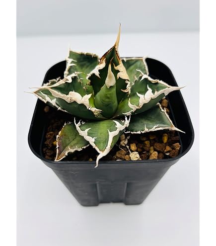 Amazon｜アガベ チタノタ 白鯨 子株 抜き苗 ボールタイプ｜観葉植物