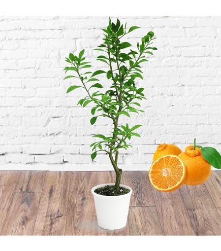 Amazon.co.jp: キーライム マナオ メキシカンライム 苗 : DIY・工具