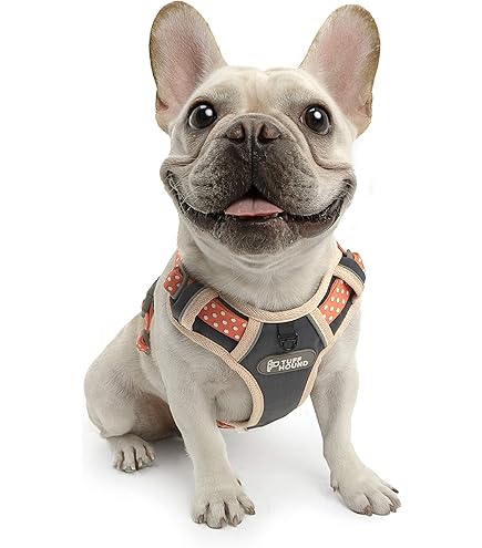 Amazon | QUCHITAP（クチタプ） セボナーコレクション ハーネス