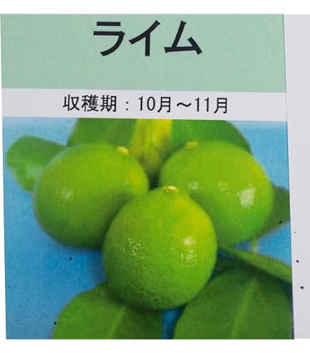 Amazon.co.jp: ライム 苗木 【タヒチライム】 3年生接木大苗 【産地で