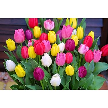 球根5種類セット Amazon.co.jp 最新リリース: 球根 の新着ランキングです。