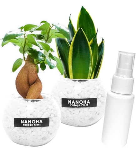 n*o様 元祖⬛︎ 白玉 ガジュマル ⬛︎挿し木用 あ*ん様 元祖⬛︎ 白玉 ガジュマル ⬛︎挿し木用