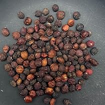 2月入荷 20粒 オペルクリカリア パキプス 種子 種 種証明書あり0810 71qRxMAZrnL._AC_UL210_SR210,